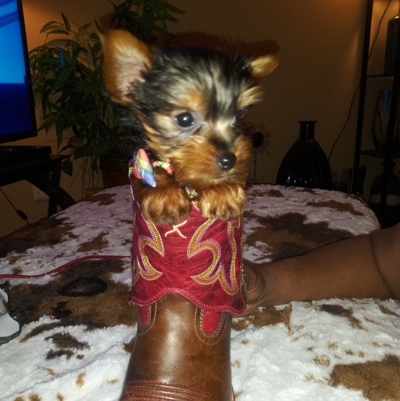 Meet your Posher, Theresa - Picture 1 of 1